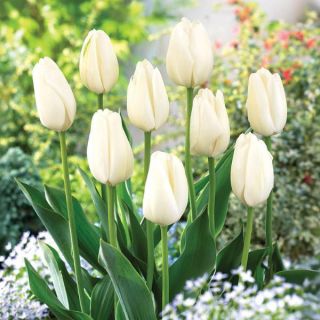 White Clouds Tulip Thumbnail